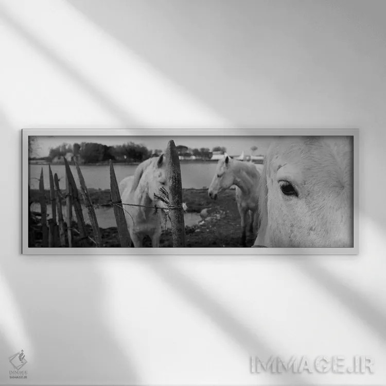 تابلو Camargue, France,اسبها، کامارگ، فرانسه اثر پانورامیک ایمجز (استودیو عکاسی عریض) - نمای قابدار سفید