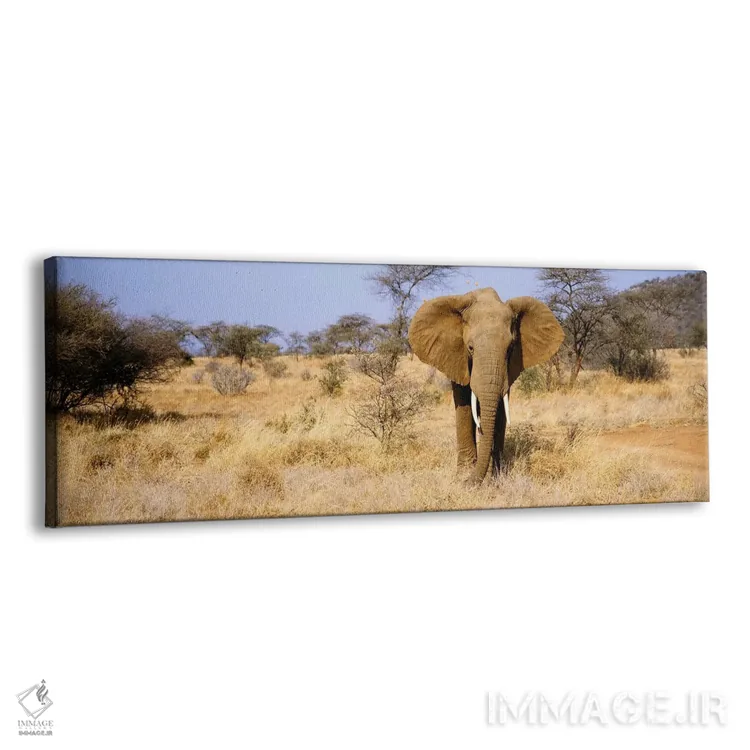 تابلو Samburu National Reserve, Kenya, Africa,فیل تنها، ذخیرهگاه ملی سامبورو، کنیا، آفریقا اثر پانورامیک ایمجز (استودیو عکاسی عریض) - نمای پرسپکتیو محصول