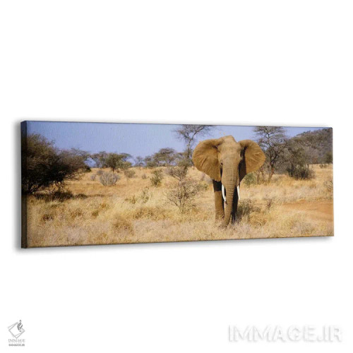 تابلو Samburu National Reserve, Kenya, Africa,فیل تنها، ذخیرهگاه ملی سامبورو، کنیا، آفریقا اثر پانورامیک ایمجز (استودیو عکاسی عریض) - نمای پرسپکتیو محصول