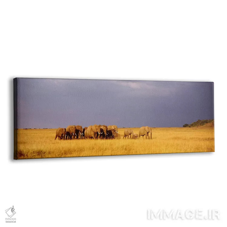 تابلو Maasai Mara Kenya,گله فیلها، ماسایی مارا، کنیا اثر پانورامیک ایمجز (استودیو عکاسی عریض) - نمای پرسپکتیو محصول