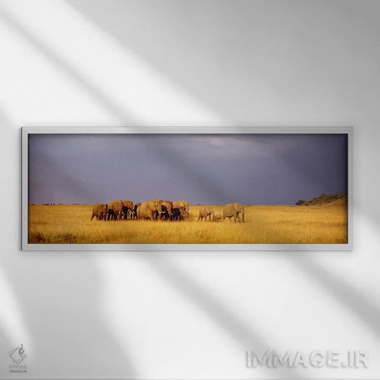 تابلو Maasai Mara Kenya,گله فیلها، ماسایی مارا، کنیا اثر پانورامیک ایمجز (استودیو عکاسی عریض) - نمای قابدار سفید