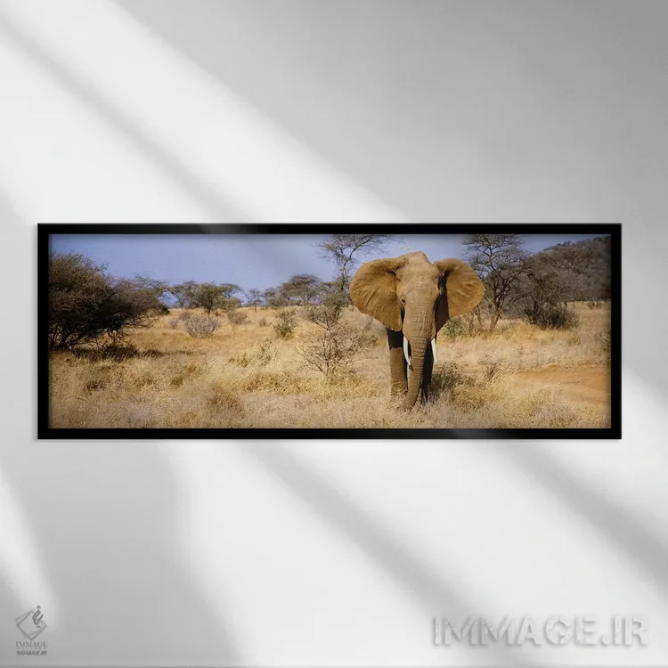 تابلو Samburu National Reserve, Kenya, Africa,فیل تنها، ذخیرهگاه ملی سامبورو، کنیا، آفریقا اثر پانورامیک ایمجز (استودیو عکاسی عریض) - نمای قابدار مشکی