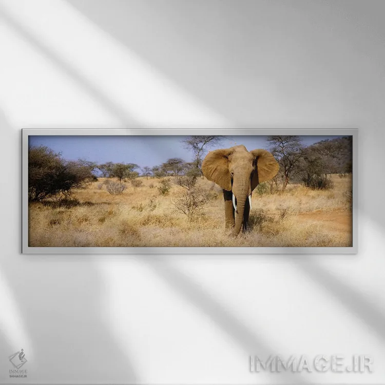 تابلو Samburu National Reserve, Kenya, Africa,فیل تنها، ذخیرهگاه ملی سامبورو، کنیا، آفریقا اثر پانورامیک ایمجز (استودیو عکاسی عریض) - نمای قابدار سفید