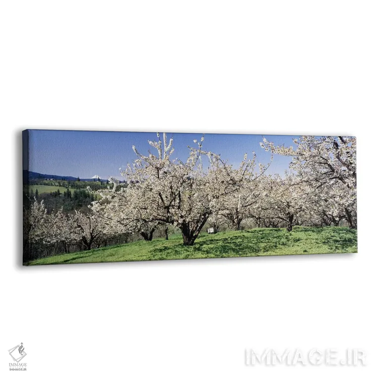 تابلو Columbia River Gorge, Oregon, USA,شکوفههای گیلاس، تنگه رودخانه کلمبیا، اورگن، آمریکا اثر پانورامیک ایمجز (استودیو عکاسی عریض) - نمای پرسپکتیو محصول