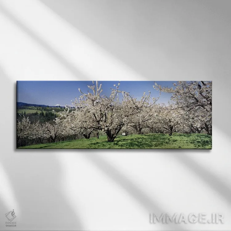 تابلو Columbia River Gorge, Oregon, USA,شکوفههای گیلاس، تنگه رودخانه کلمبیا، اورگن، آمریکا اثر پانورامیک ایمجز (استودیو عکاسی عریض) - نمای روبهرو روی دیوار