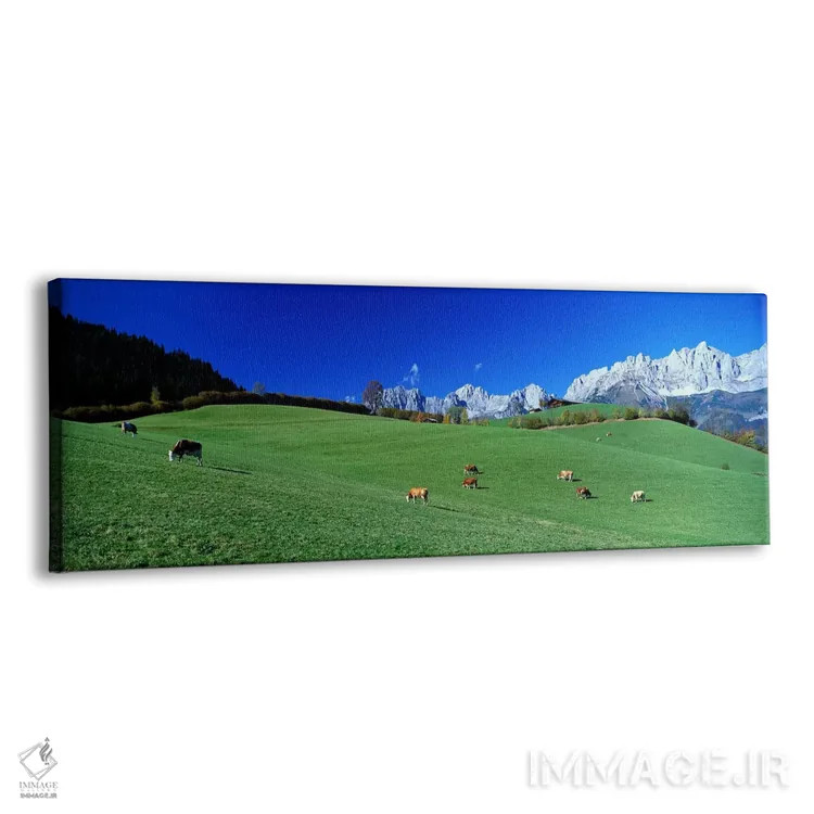 تابلو چرای گاوها در آلپ، وایلدر کایزر، گوینگ، اتریش اثر پانورامیک ایمجز (استودیو عکاسی عریض) - نمای پرسپکتیو محصول