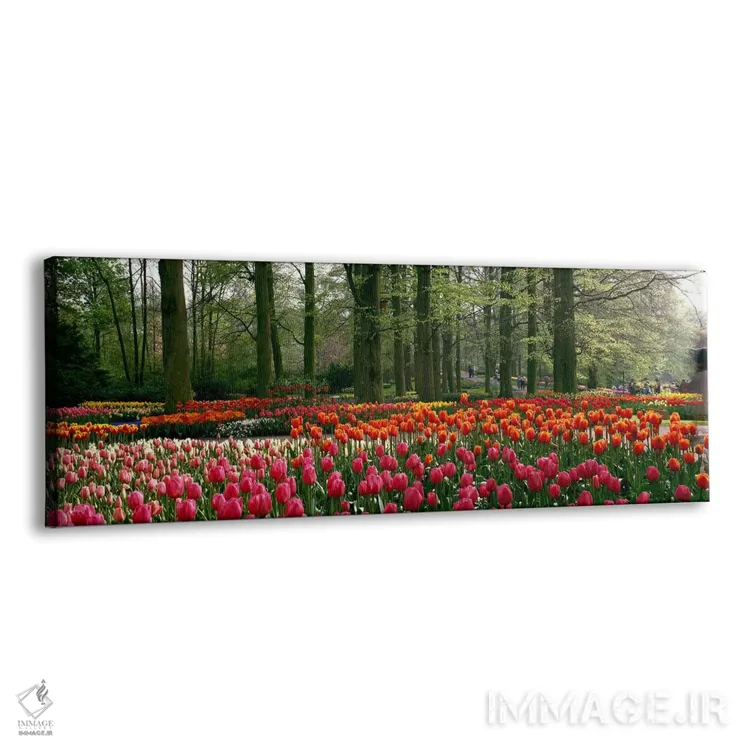 تابلو Lisse, South Holland, Kingdom Of The Netherlands,کوکنهوف ۱، لیسه، سهلند جنوبی، هلند اثر پانورامیک ایمجز (استودیو عکاسی عریض) - نمای پرسپکتیو محصول