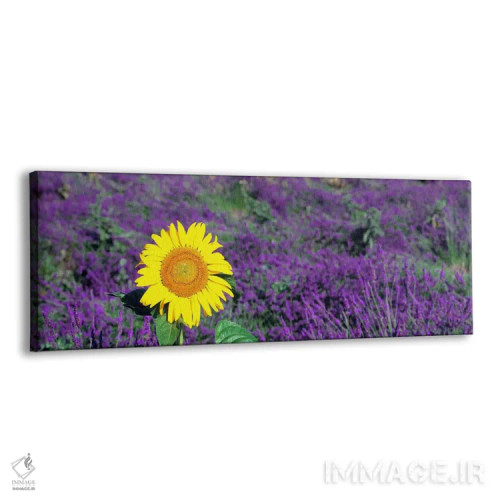 تابلو یک آفتابگردان تنها در مزرعه اسطوخودوس، فرانسه اثر پانورامیک ایمجز (استودیو عکاسی عریض) - نمای پرسپکتیو محصول