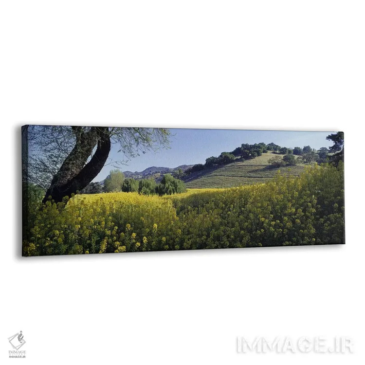 تابلو Napa Valley, California, USA,گیاهان خردل در مزرعهای، دره ناپا، کالیفرنیا، ایالات متحده آمریکا اثر پانورامیک ایمجز (استودیو عکاسی عریض) - نمای پرسپکتیو محصول