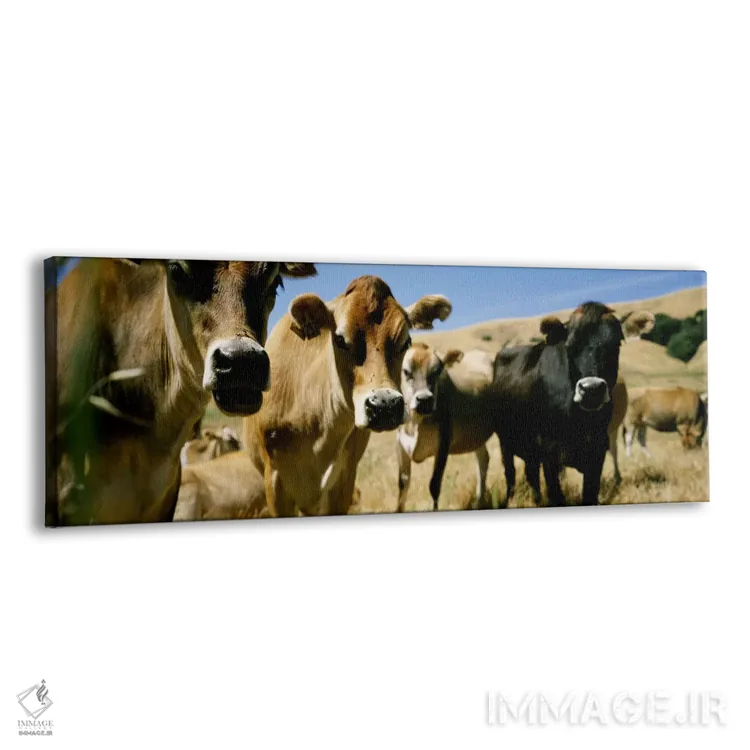 تابلو USA,نمای نزدیک از گاوها، کالیفرنیا، ایالات متحده آمریکا اثر پانورامیک ایمجز (استودیو عکاسی عریض) - نمای پرسپکتیو محصول