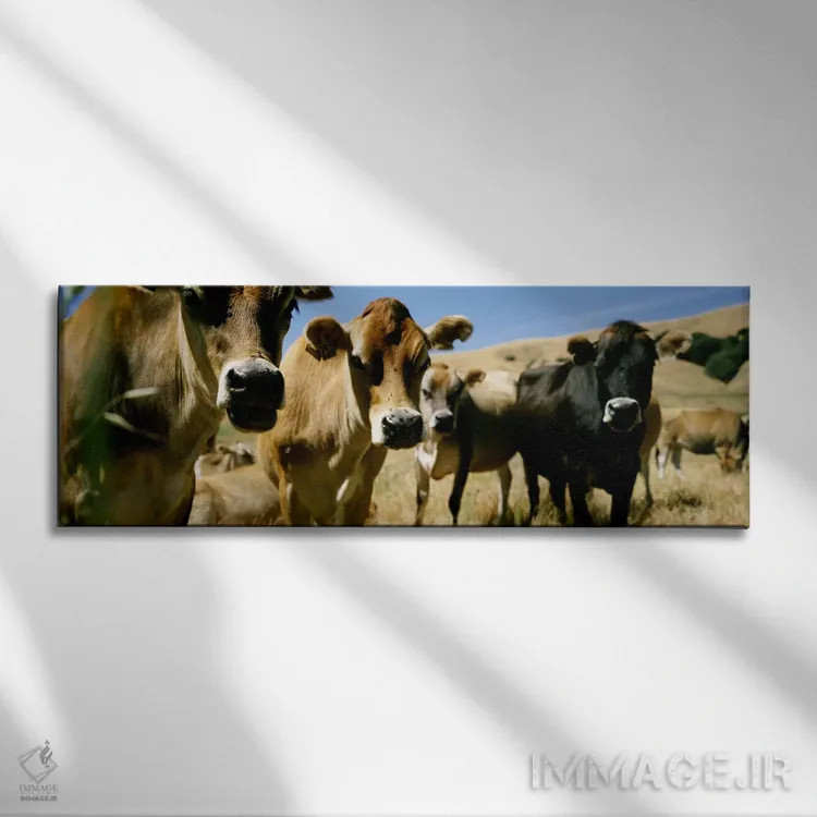 تابلو USA,نمای نزدیک از گاوها، کالیفرنیا، ایالات متحده آمریکا اثر پانورامیک ایمجز (استودیو عکاسی عریض) - نمای روبهرو روی دیوار