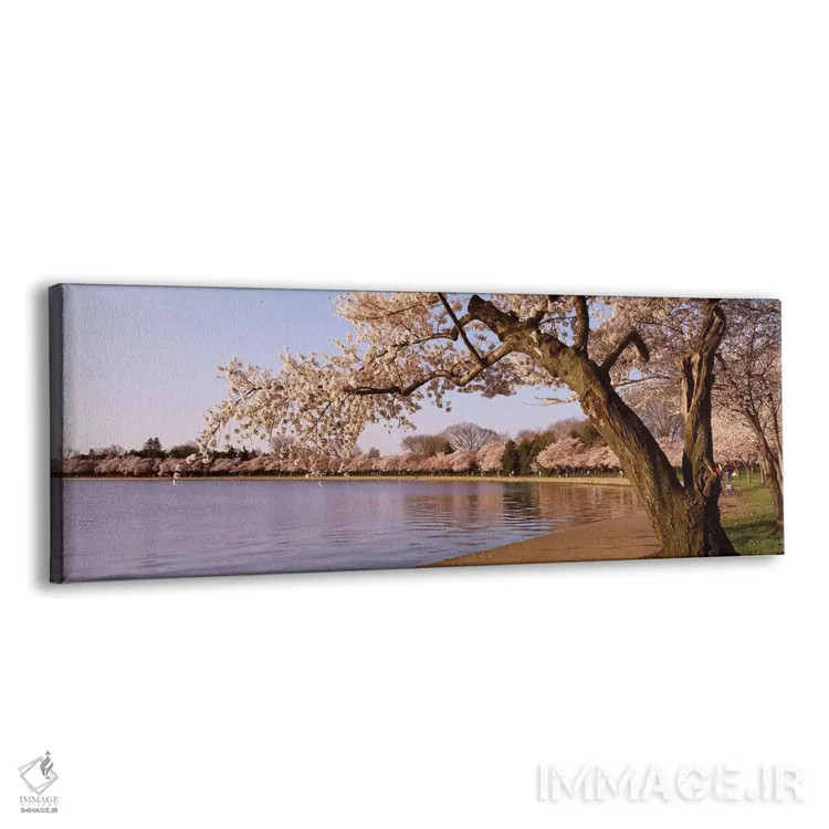 تابلو Potomac Park, Washington DC, USA,درخت شکوفه گیلاس کنار دریاچه، پارک پوتوماک، واشنگتن دیسی، ایالات متحده آمریکا اثر پانورامیک ایمجز (استودیو عکاسی عریض) - نمای پرسپکتیو محصول