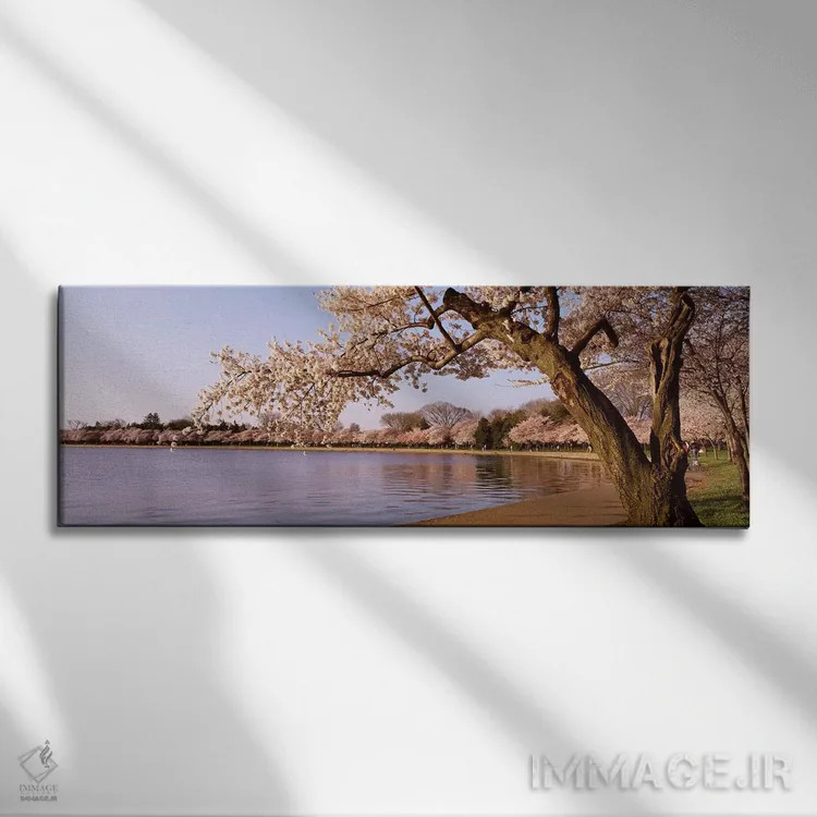 تابلو Potomac Park, Washington DC, USA,درخت شکوفه گیلاس کنار دریاچه، پارک پوتوماک، واشنگتن دیسی، ایالات متحده آمریکا اثر پانورامیک ایمجز (استودیو عکاسی عریض) - نمای روبهرو روی دیوار