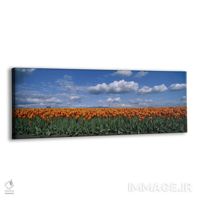 تابلو Skagit Valley, Washington, USA,مزرعه لاله، دره اسکاگیت، واشنگتن، ایالات متحده آمریکا اثر پانورامیک ایمجز (استودیو عکاسی عریض) - نمای پرسپکتیو محصول