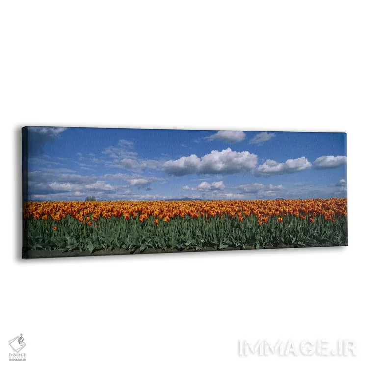 تابلو Skagit Valley, Washington, USA,مزرعه لاله، دره اسکاگیت، واشنگتن، ایالات متحده آمریکا اثر پانورامیک ایمجز (استودیو عکاسی عریض) - نمای پرسپکتیو محصول