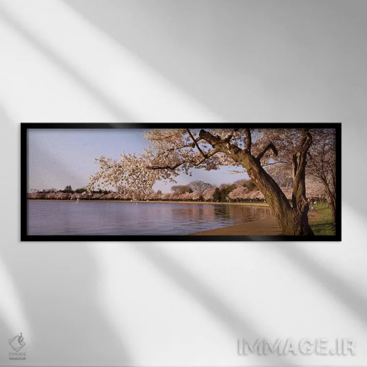 تابلو Potomac Park, Washington DC, USA,درخت شکوفه گیلاس کنار دریاچه، پارک پوتوماک، واشنگتن دیسی، ایالات متحده آمریکا اثر پانورامیک ایمجز (استودیو عکاسی عریض) - نمای قابدار مشکی