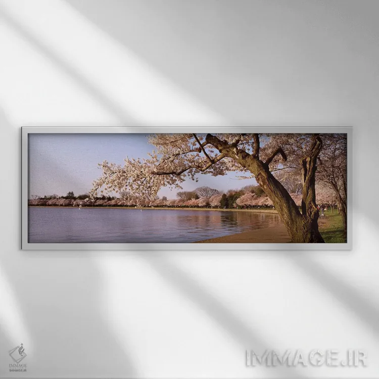 تابلو Potomac Park, Washington DC, USA,درخت شکوفه گیلاس کنار دریاچه، پارک پوتوماک، واشنگتن دیسی، ایالات متحده آمریکا اثر پانورامیک ایمجز (استودیو عکاسی عریض) - نمای قابدار سفید