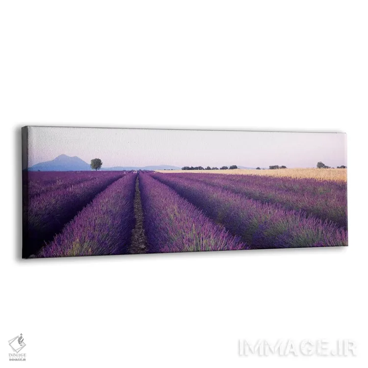 تابلو Valensole, Provence-Alpes-Cote d'Azur, France,مزرعه اسطوخودوس، والنسول، پرووانس-آلپ-کوت دازور، فرانسه اثر پانورامیک ایمجز (استودیو عکاسی عریض) - نمای پرسپکتیو محصول