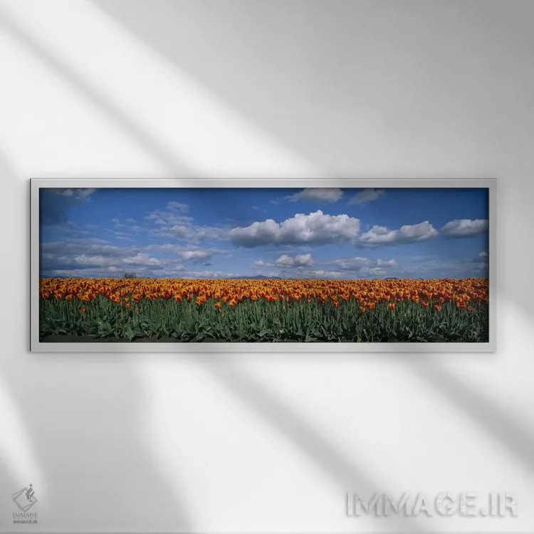 تابلو Skagit Valley, Washington, USA,مزرعه لاله، دره اسکاگیت، واشنگتن، ایالات متحده آمریکا اثر پانورامیک ایمجز (استودیو عکاسی عریض) - نمای قابدار سفید