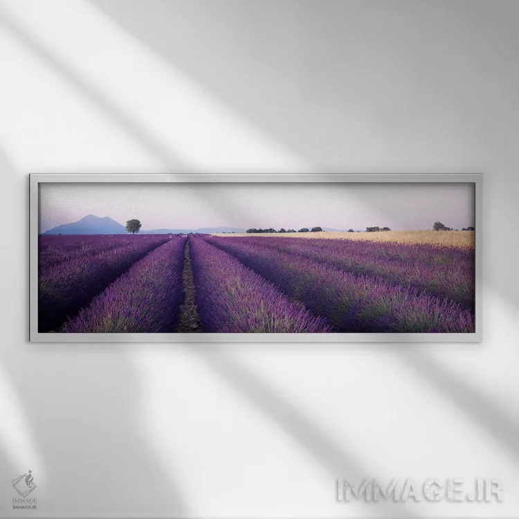 تابلو Valensole, Provence-Alpes-Cote d'Azur, France,مزرعه اسطوخودوس، والنسول، پرووانس-آلپ-کوت دازور، فرانسه اثر پانورامیک ایمجز (استودیو عکاسی عریض) - نمای قابدار سفید