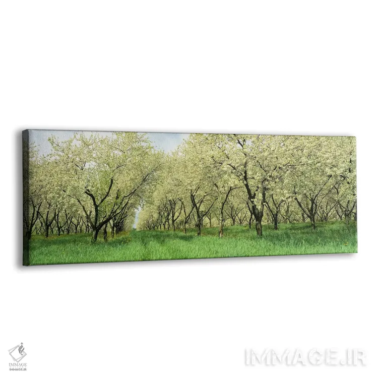 تابلو USA,ردیفهایی از درختان گیلاس در باغ، مینهسوتا، ایالات متحده آمریکا اثر پانورامیک ایمجز (استودیو عکاسی عریض) - نمای پرسپکتیو محصول