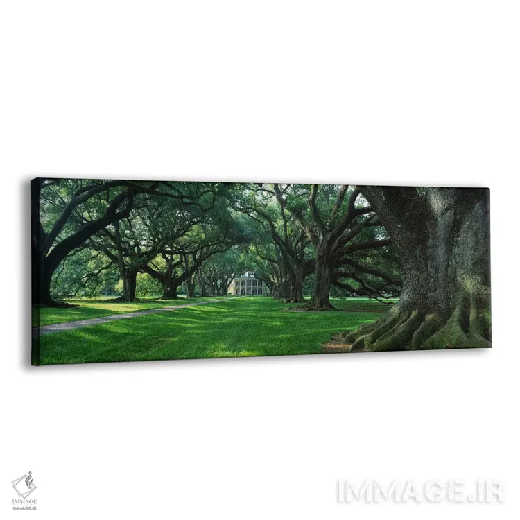 تابلو Louisiana, New Orleans, Oak Alley Plantation, plantation home through alley of oak trees,ایالات متحده آمریکا، لوئیزیانا، نیواورلئان، مزرعه اوک الی، خانه مزارع در مسیر درختان بلوط اثر پانورامیک ایمجز (استودیو عکاسی عریض) - نمای پرسپکتیو محصول