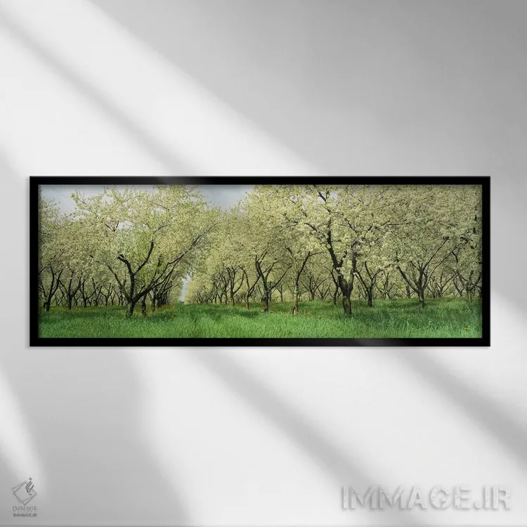 تابلو USA,ردیفهایی از درختان گیلاس در باغ، مینهسوتا، ایالات متحده آمریکا اثر پانورامیک ایمجز (استودیو عکاسی عریض) - نمای قابدار مشکی