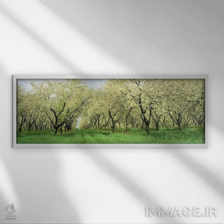 تابلو USA,ردیفهایی از درختان گیلاس در باغ، مینهسوتا، ایالات متحده آمریکا اثر پانورامیک ایمجز (استودیو عکاسی عریض) - نمای قابدار سفید