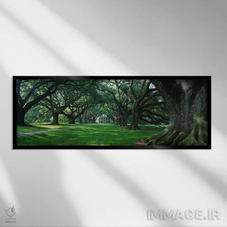 تابلو Louisiana, New Orleans, Oak Alley Plantation, plantation home through alley of oak trees,ایالات متحده آمریکا، لوئیزیانا، نیواورلئان، مزرعه اوک الی، خانه مزارع در مسیر درختان بلوط اثر پانورامیک ایمجز (استودیو عکاسی عریض) - نمای قابدار مشکی