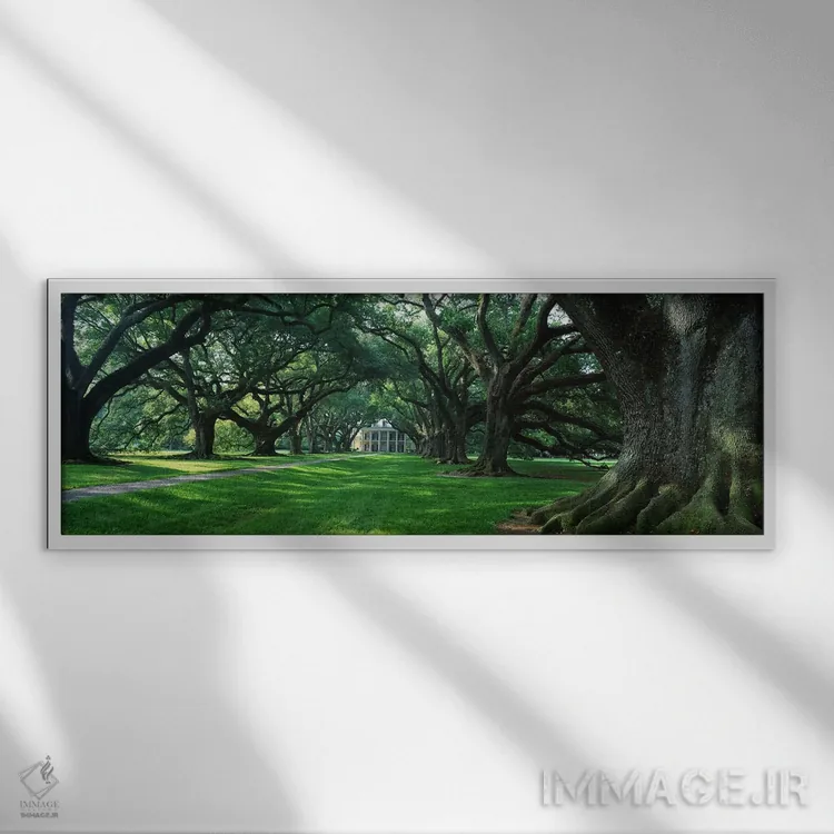 تابلو Louisiana, New Orleans, Oak Alley Plantation, plantation home through alley of oak trees,ایالات متحده آمریکا، لوئیزیانا، نیواورلئان، مزرعه اوک الی، خانه مزارع در مسیر درختان بلوط اثر پانورامیک ایمجز (استودیو عکاسی عریض) - نمای قابدار سفید