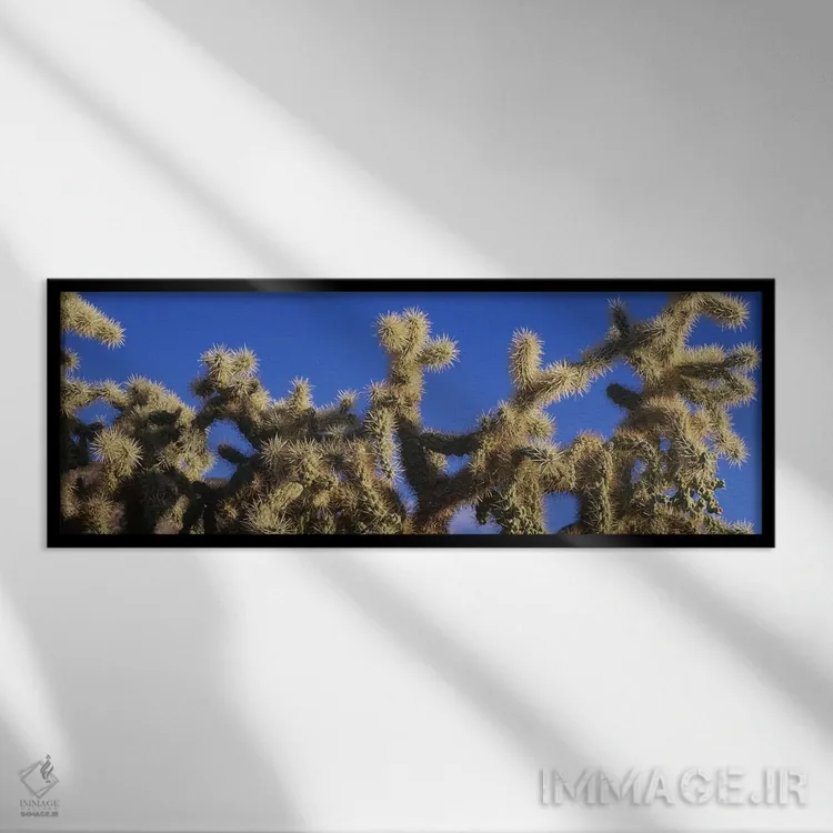 تابلو کاکتوس چنفروت چویلا، پارک ملی ساگوارو، آریزونا اثر پانورامیک ایمجز (استودیو عکاسی عریض) - نمای قابدار مشکی