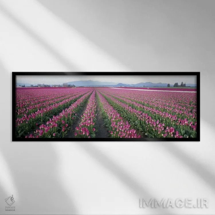 تابلو Washington State, USA,مزارع گل لاله، شهرستان اسکاگیت، ایالت واشینگتن، ایالات متحده آمریکا اثر پانورامیک ایمجز (استودیو عکاسی عریض) - نمای قابدار مشکی
