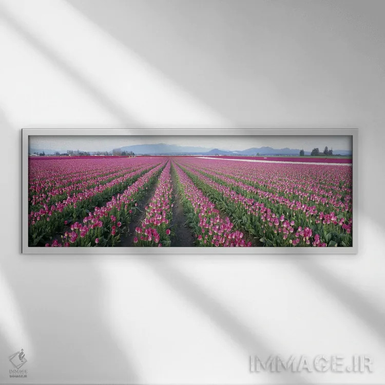تابلو Washington State, USA,مزارع گل لاله، شهرستان اسکاگیت، ایالت واشینگتن، ایالات متحده آمریکا اثر پانورامیک ایمجز (استودیو عکاسی عریض) - نمای قابدار سفید