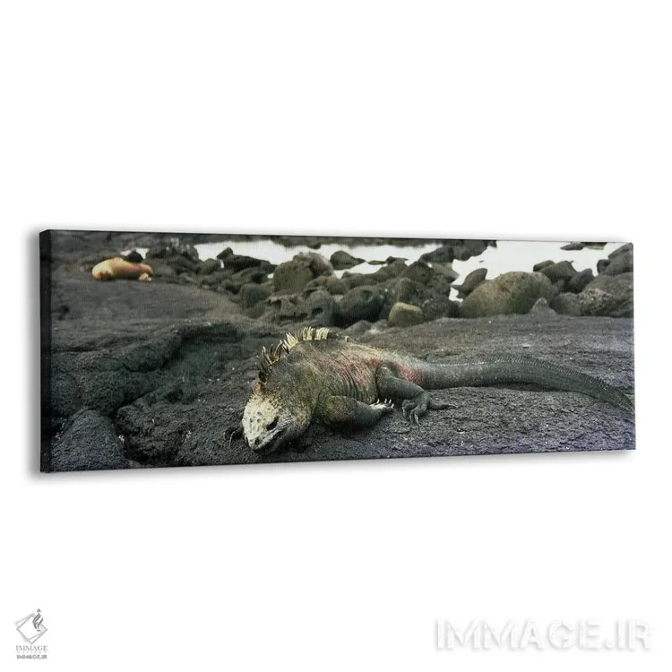 تابلو ایگوانای دریایی، جزایر گالاپاگوس اثر پانورامیک ایمجز (استودیو عکاسی عریض) - نمای پرسپکتیو محصول