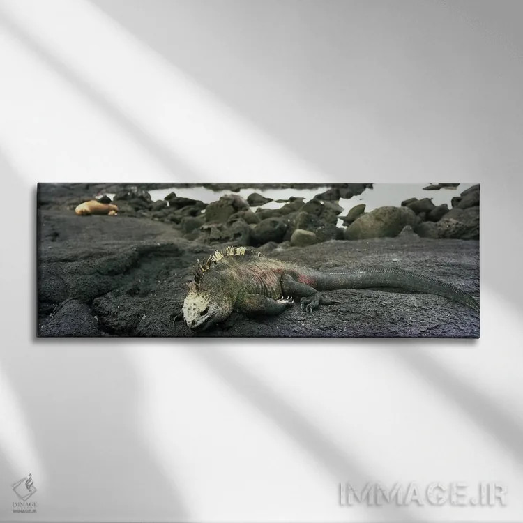 تابلو ایگوانای دریایی، جزایر گالاپاگوس اثر پانورامیک ایمجز (استودیو عکاسی عریض) - نمای روبهرو روی دیوار