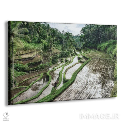 تابلو شالیزارهای بالی اثر مانجیک پیکچرز (استودیو عکاسی یا فیلمسازی) - نمای پرسپکتیو محصول