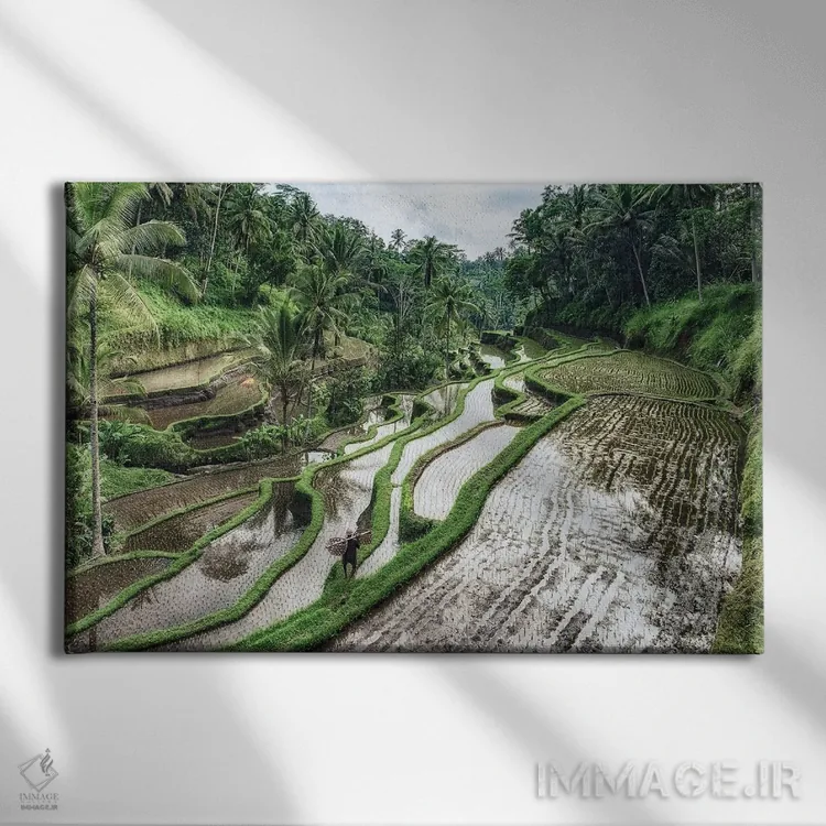 تابلو شالیزارهای بالی اثر مانجیک پیکچرز (استودیو عکاسی یا فیلمسازی) - نمای روبهرو روی دیوار