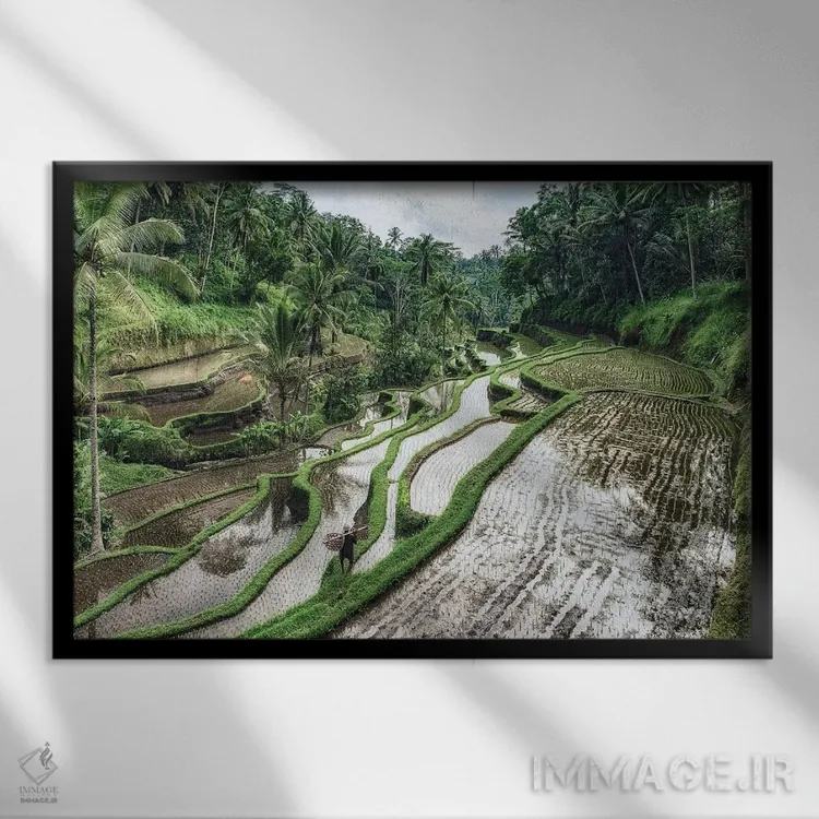 تابلو شالیزارهای بالی اثر مانجیک پیکچرز (استودیو عکاسی یا فیلمسازی) - نمای قابدار مشکی