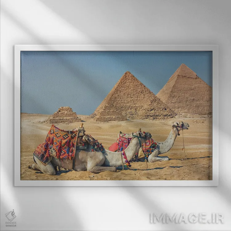 تابلو شترها در مصر اثر مانجیک پیکچرز (استودیو عکاسی یا فیلمسازی) - نمای قابدار سفید