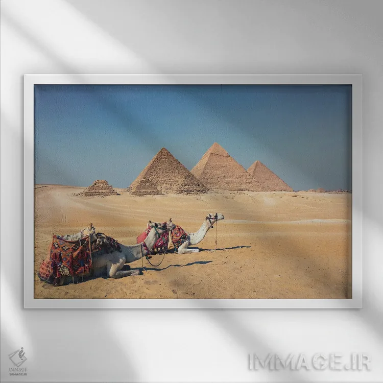 تابلو شترها در جیزه اثر مانجیک پیکچرز (استودیو عکاسی یا فیلمسازی) - نمای قابدار سفید