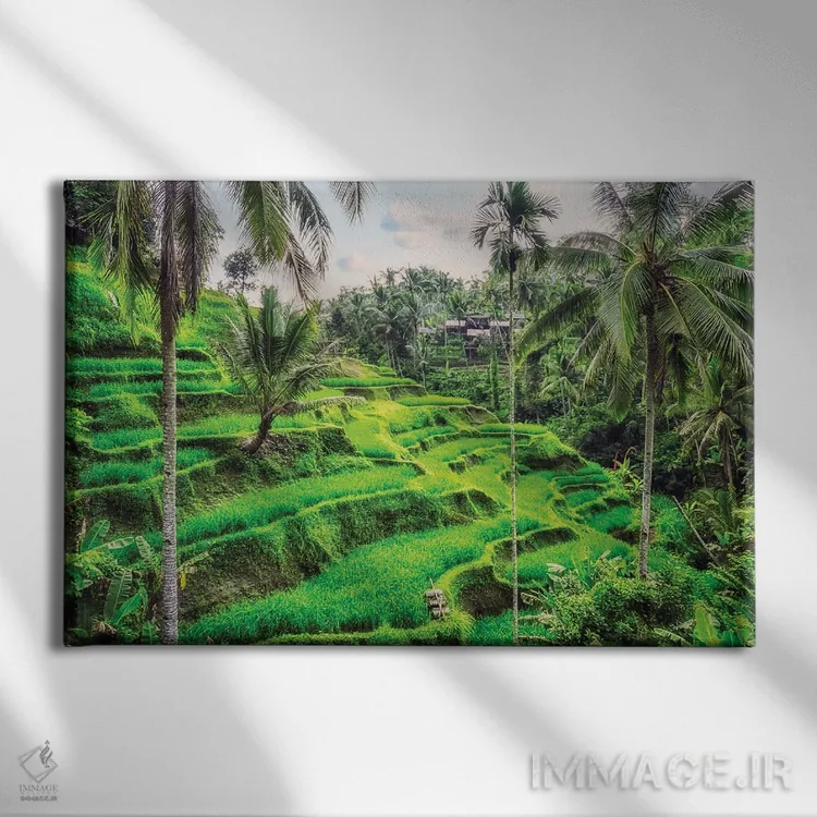 تابلو شالیزارهای پلکانی تگالالانگ (بالی) اثر مانجیک پیکچرز (استودیو عکاسی یا فیلمسازی) - نمای روبهرو روی دیوار