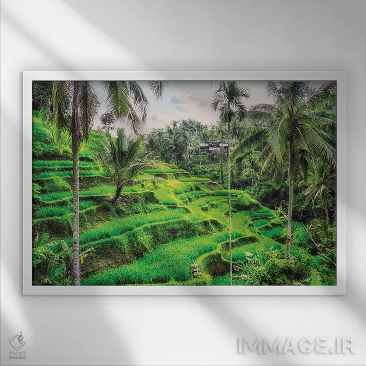 تابلو شالیزارهای پلکانی تگالالانگ (بالی) اثر مانجیک پیکچرز (استودیو عکاسی یا فیلمسازی) - نمای قابدار سفید