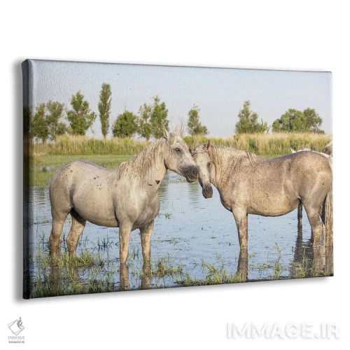 تابلو Provence-Alpes-Cote D'Azur, France. Horses In The Marshes Of The Camargue.,سنت-ماری-دو-لامر، پروانس-آلپ-کوت دازور، فرانسه. اسبها در باتلاقهای کامارگ. اثر امیلی ام ویلسون - نمای پرسپکتیو محصول