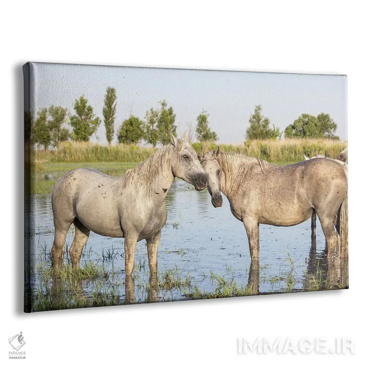 تابلو Provence-Alpes-Cote D'Azur, France. Horses In The Marshes Of The Camargue.,سنت-ماری-دو-لامر، پروانس-آلپ-کوت دازور، فرانسه. اسبها در باتلاقهای کامارگ. اثر امیلی ام ویلسون - نمای پرسپکتیو محصول