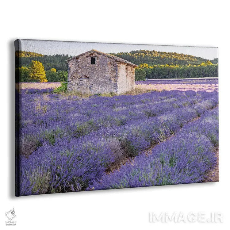 تابلو Vaucluse, Provence-Alpes-Cote D'Azur, France. Small Stone Building In A Lavender Field.,سن-کریستول، ووکلوژ، پروانس-آلپ-کوت دازور، فرانسه. ساختمان سنگی کوچک در یک مزرعه اسطوخودوس. اثر امیلی ام ویلسون - نمای پرسپکتیو محصول