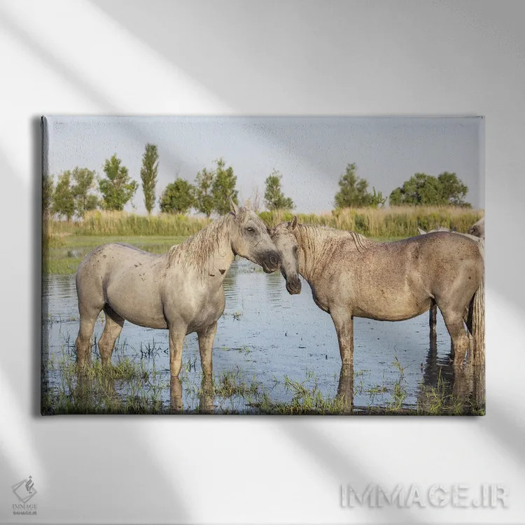 تابلو Provence-Alpes-Cote D'Azur, France. Horses In The Marshes Of The Camargue.,سنت-ماری-دو-لامر، پروانس-آلپ-کوت دازور، فرانسه. اسبها در باتلاقهای کامارگ. اثر امیلی ام ویلسون - نمای روبهرو روی دیوار