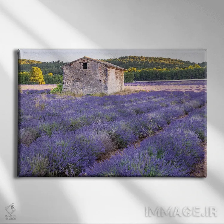 تابلو Vaucluse, Provence-Alpes-Cote D'Azur, France. Small Stone Building In A Lavender Field.,سن-کریستول، ووکلوژ، پروانس-آلپ-کوت دازور، فرانسه. ساختمان سنگی کوچک در یک مزرعه اسطوخودوس. اثر امیلی ام ویلسون - نمای روبهرو روی دیوار