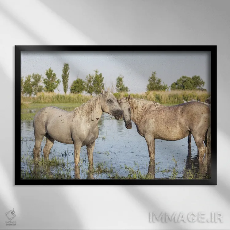 تابلو Provence-Alpes-Cote D'Azur, France. Horses In The Marshes Of The Camargue.,سنت-ماری-دو-لامر، پروانس-آلپ-کوت دازور، فرانسه. اسبها در باتلاقهای کامارگ. اثر امیلی ام ویلسون - نمای قابدار مشکی