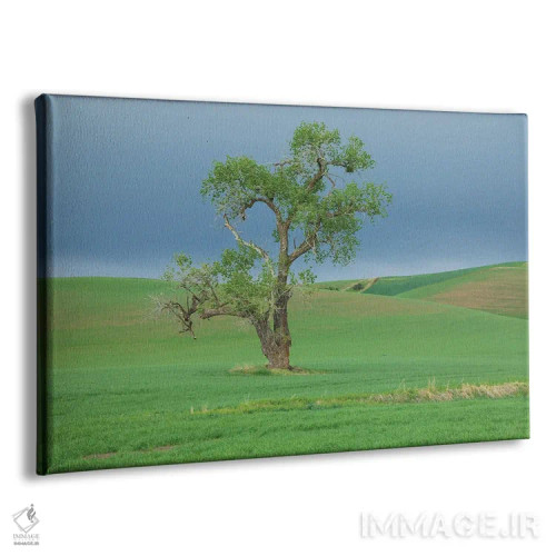 تابلو Washington State, Whitman County, Palouse Solitary Tree,ایالات متحده، واشنگتن، شهرستان ویتمن، پلوُس؛ درخت تنها اثر امیلی ام ویلسون - نمای پرسپکتیو محصول