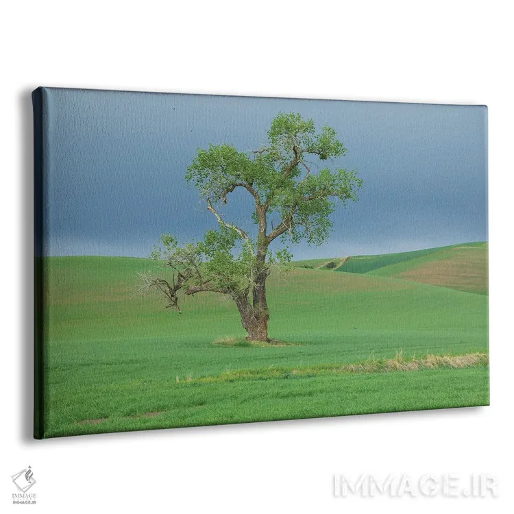 تابلو Washington State, Whitman County, Palouse Solitary Tree,ایالات متحده، واشنگتن، شهرستان ویتمن، پلوُس؛ درخت تنها اثر امیلی ام ویلسون - نمای پرسپکتیو محصول